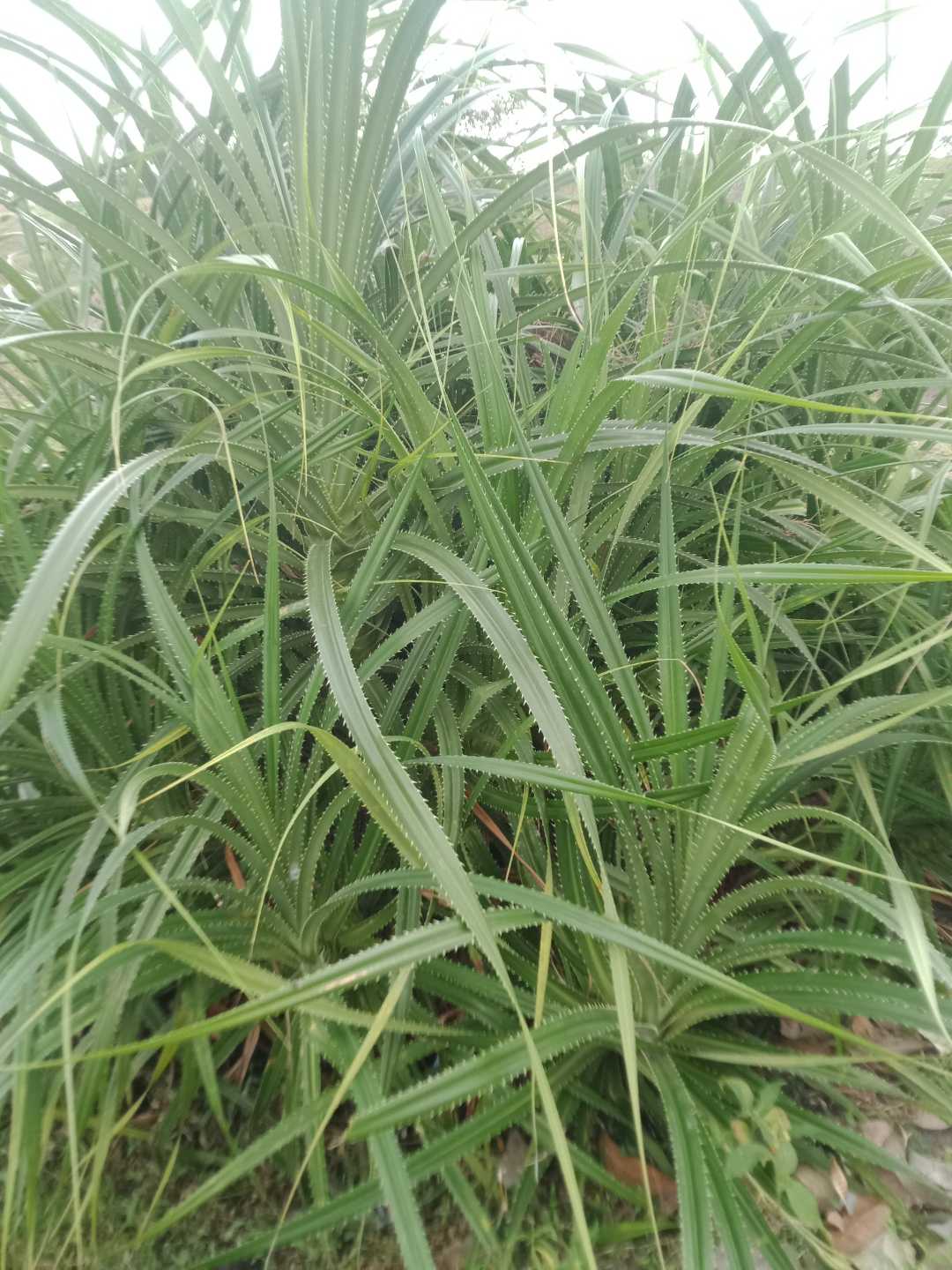 tinik tinik