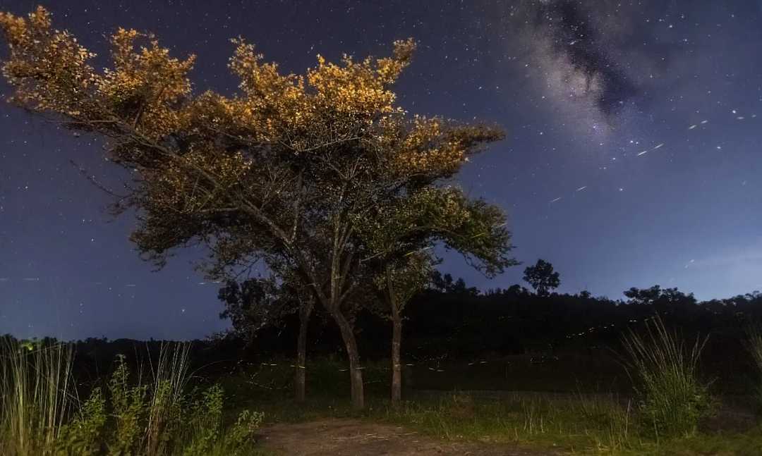 The Golden Canopy Below The Milky Way Setting The Shot Ablaz