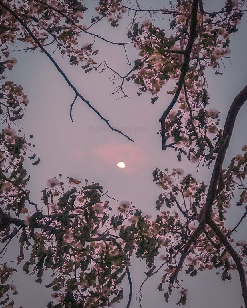 Shining in the midst🌷🌔