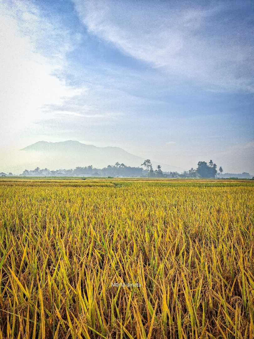 Berkabut