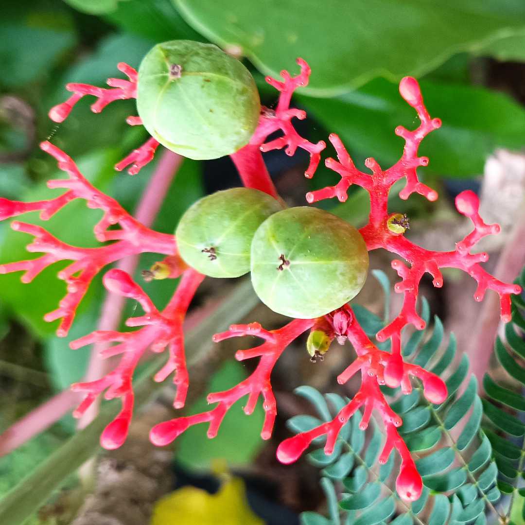Bunga dan buah 