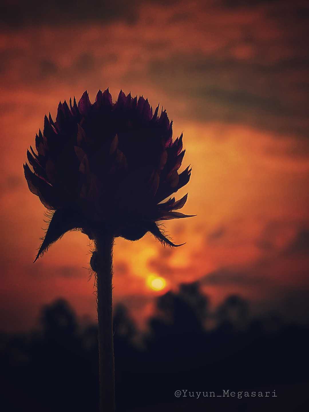 Lukisan senja🧡🧡