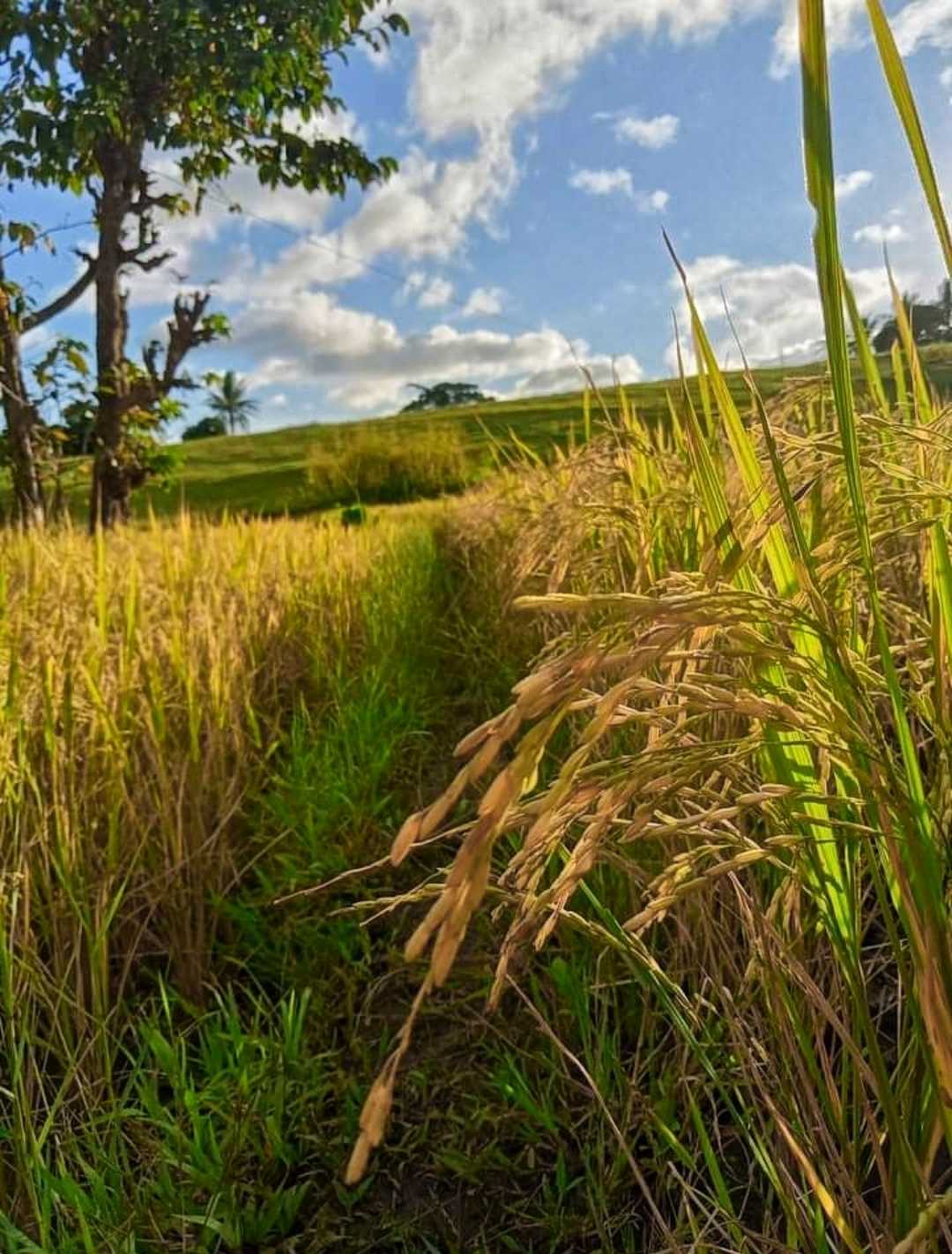 Ready to harvest