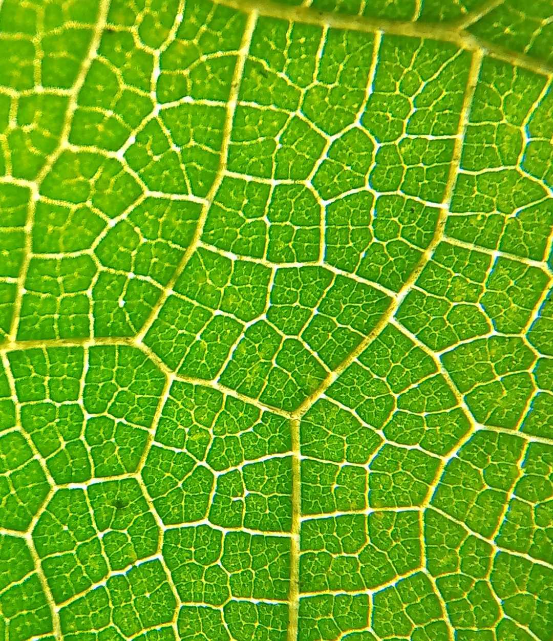 Beauty of leaf