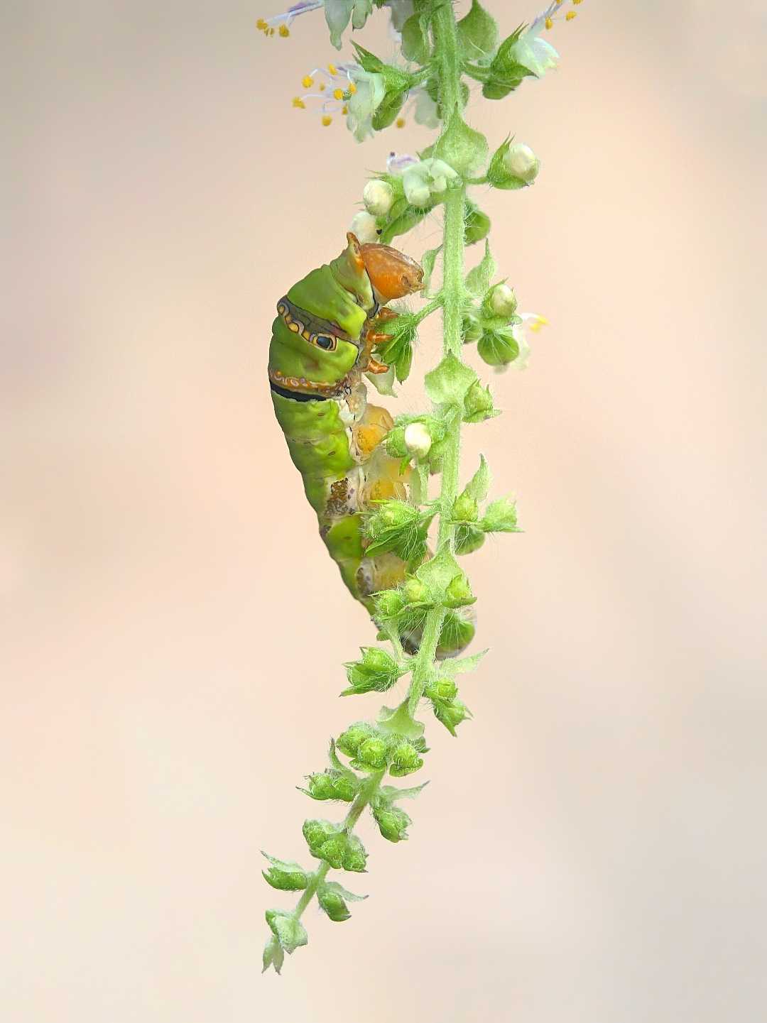 caterpillar 