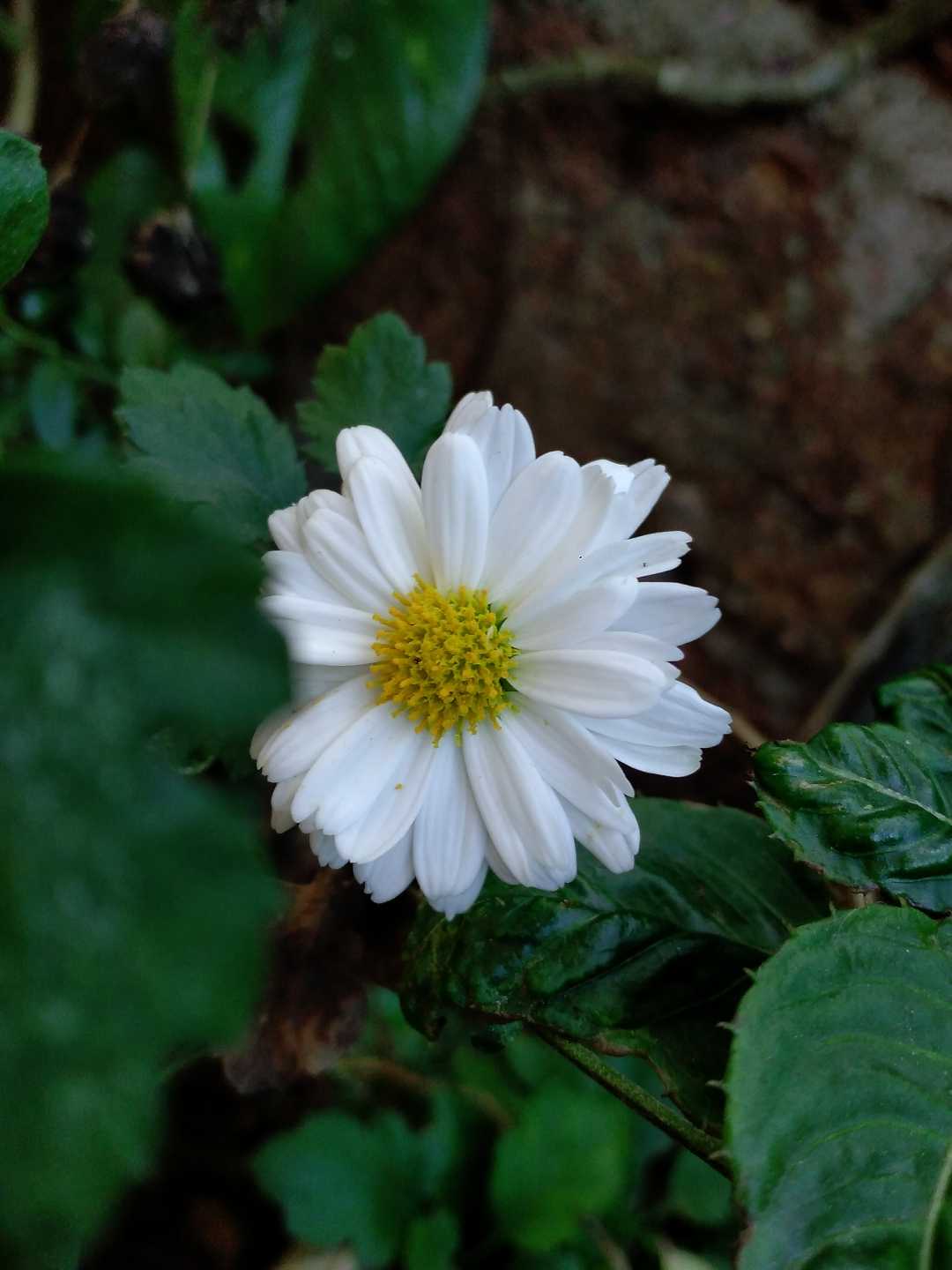 Chrysanthemum (ಸೇವಂತಿಗೆ)