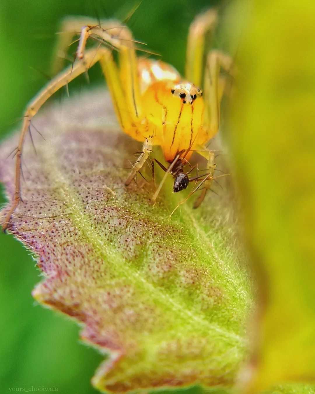 Oxyopes salticus 