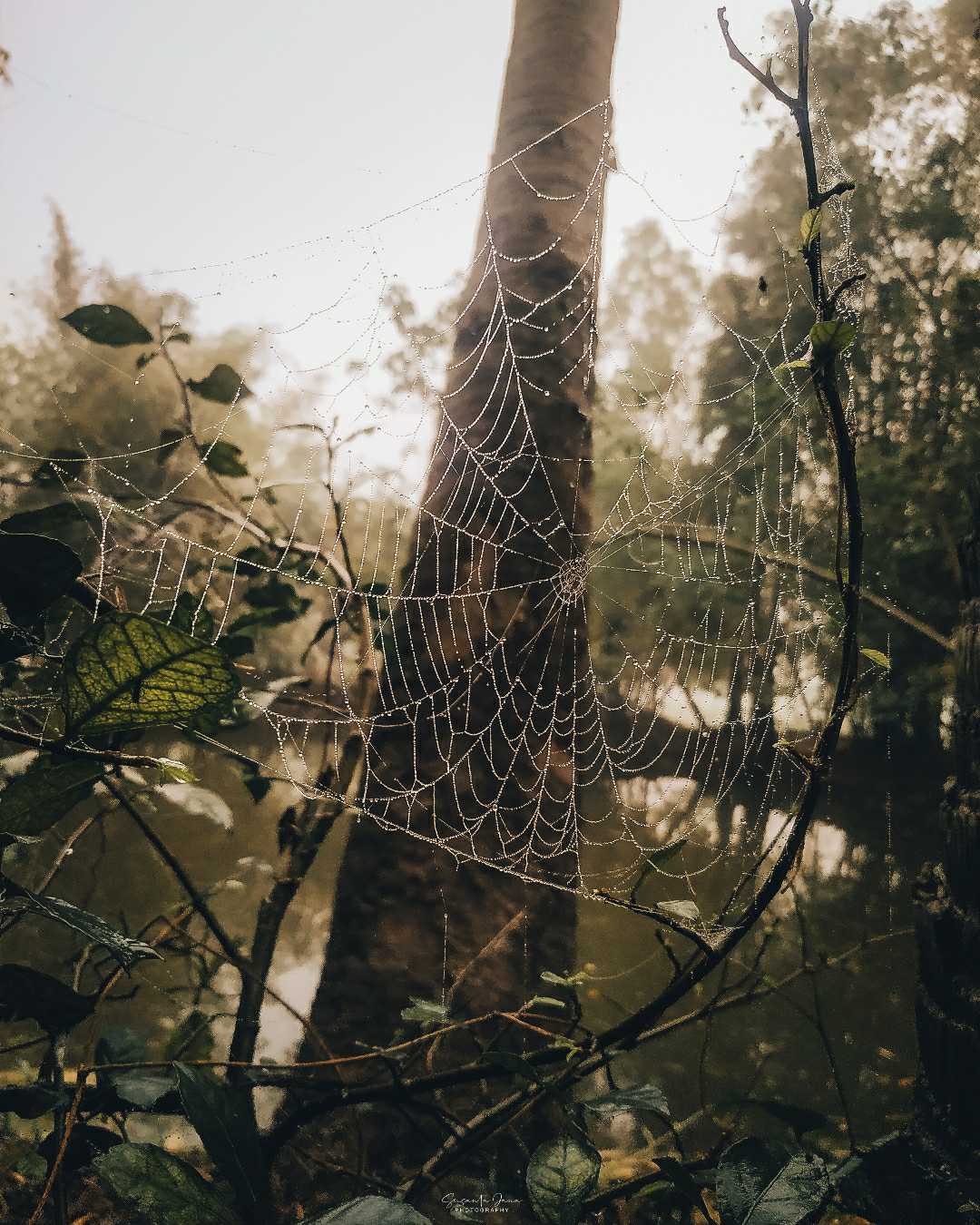 spider web......