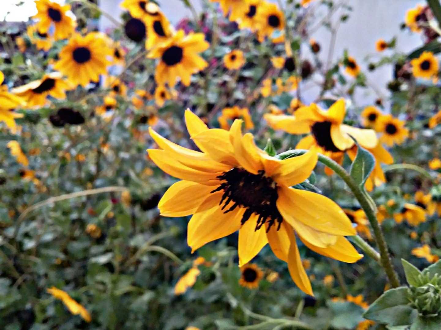Nothing is more beautiful than Flower🌻