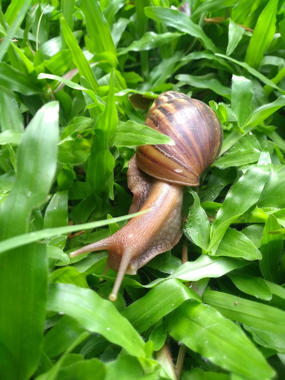 Giant land snail