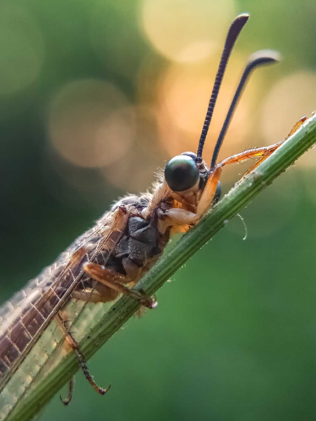 Myrmeleon