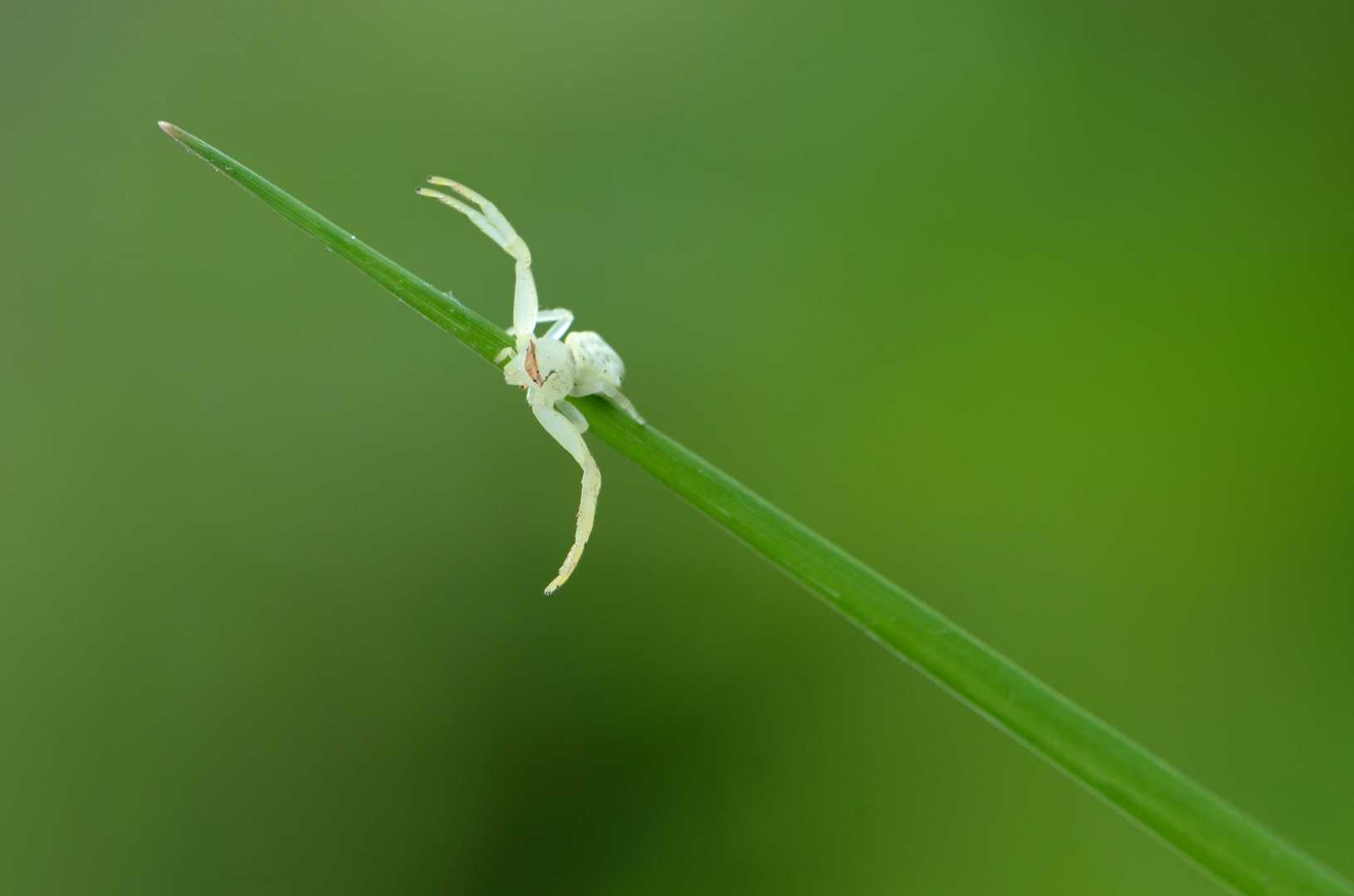 white flower crab spider