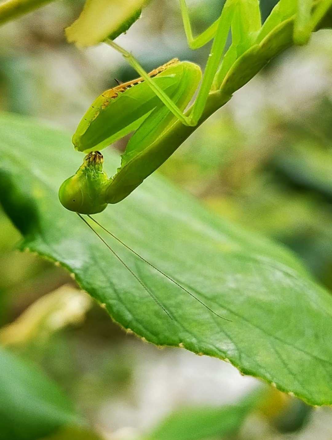Belalang sentadu Eropa