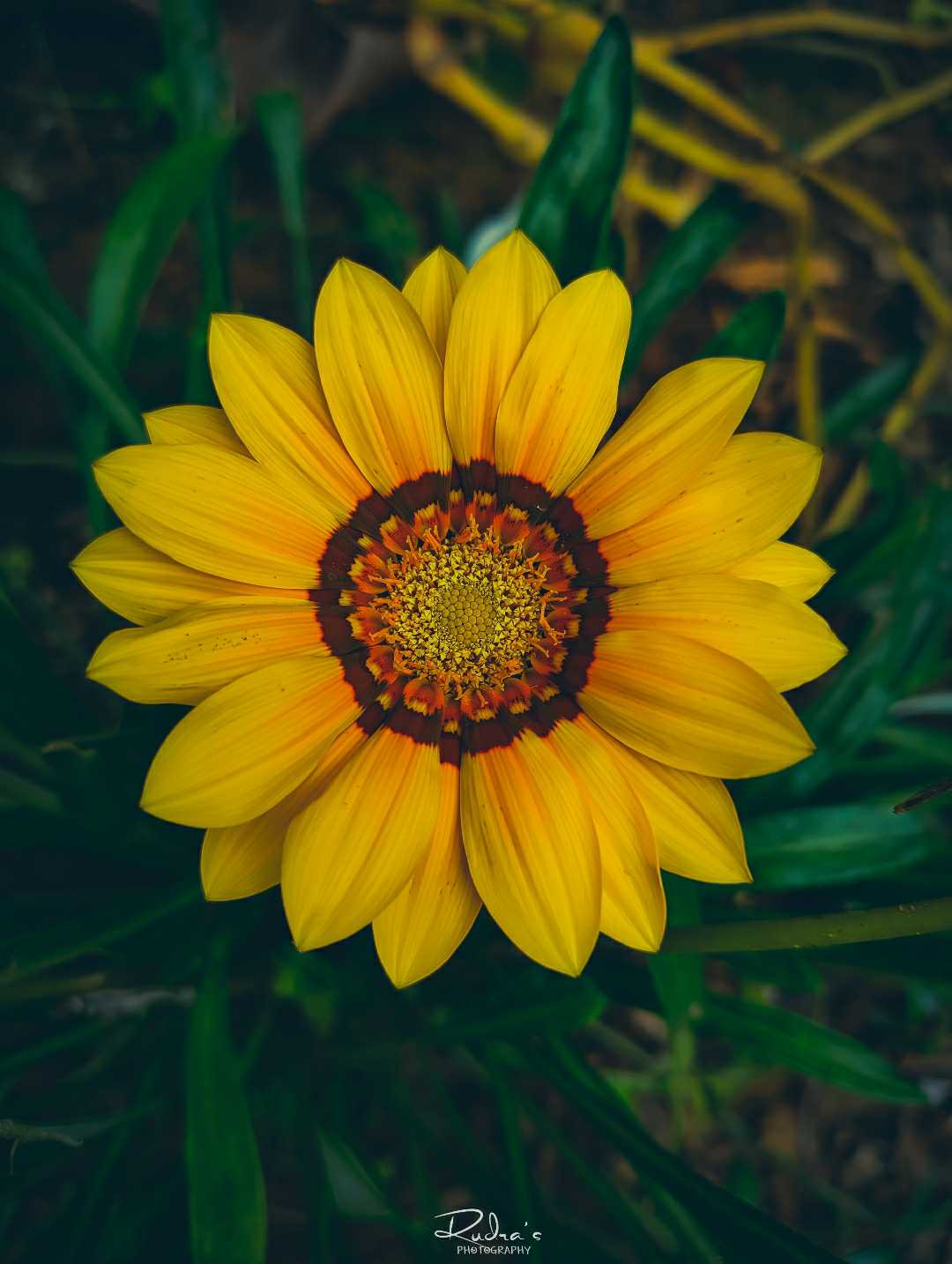 _______Gazania rigens_______ 
