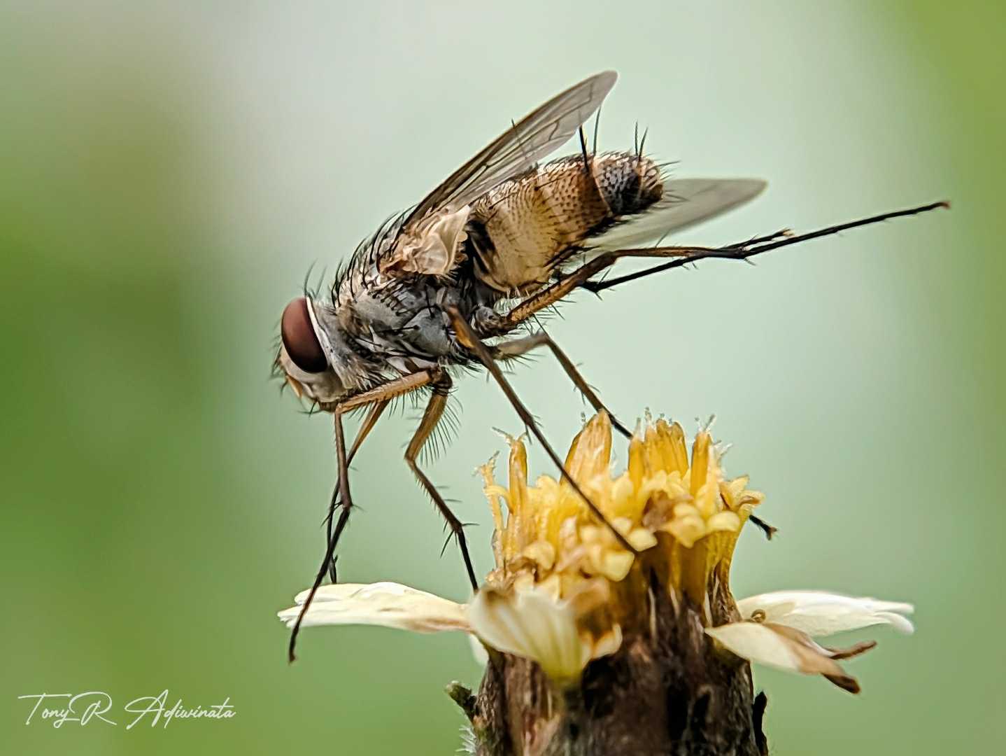 LALAT