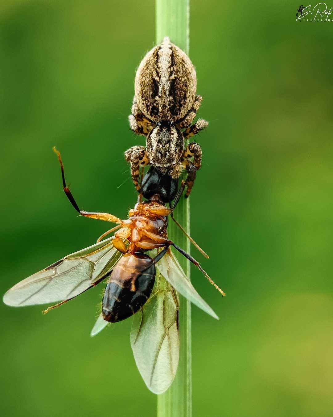 spider with kill 