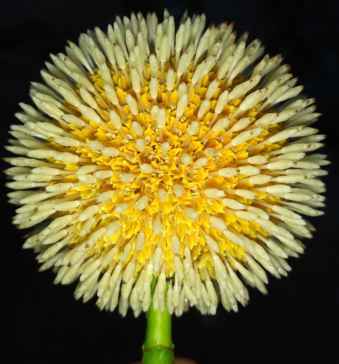 Nauclea flower
