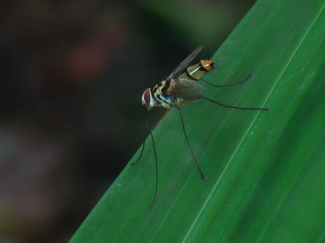 Long Legs Flies