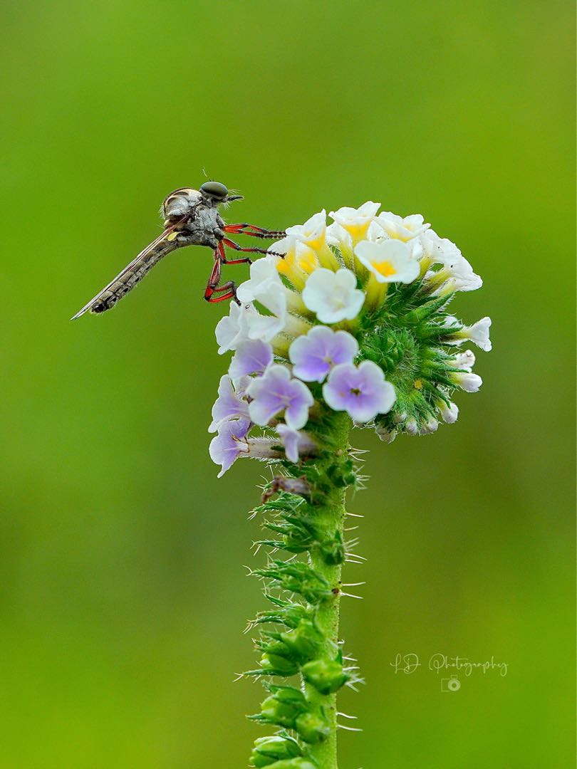 Asilidae Holcocephala sp 