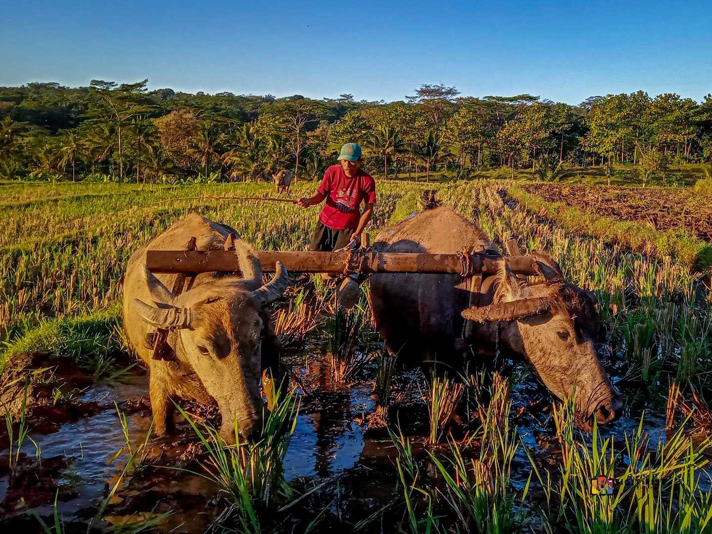 membajak sawah