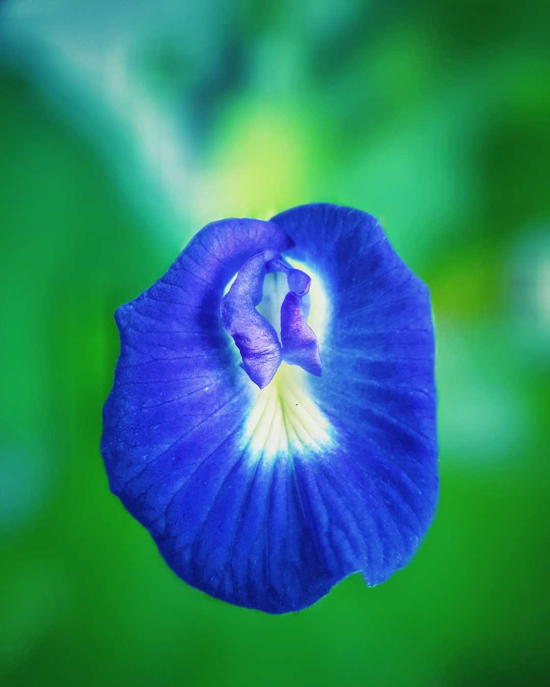 bunga telang