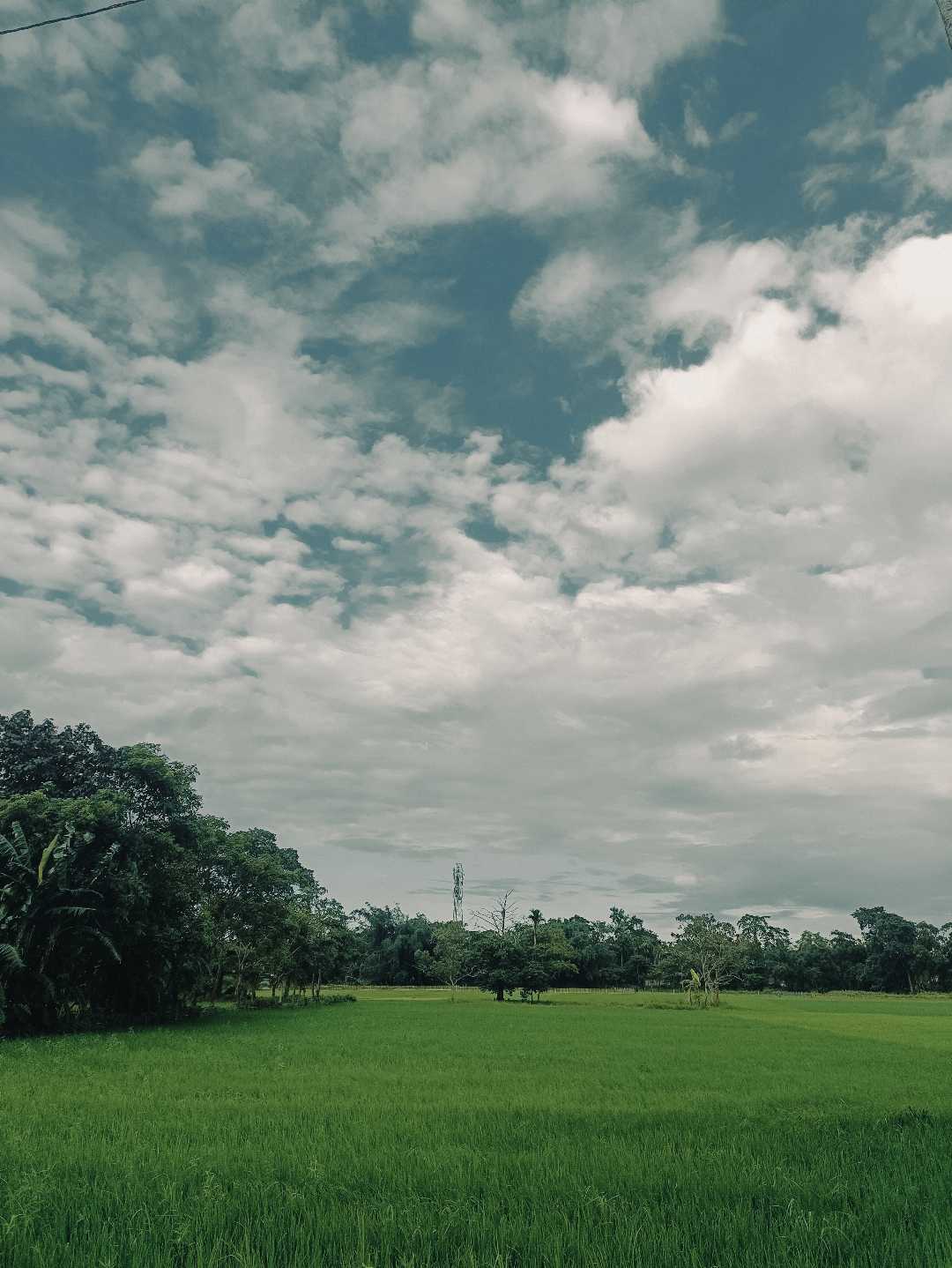 Fields