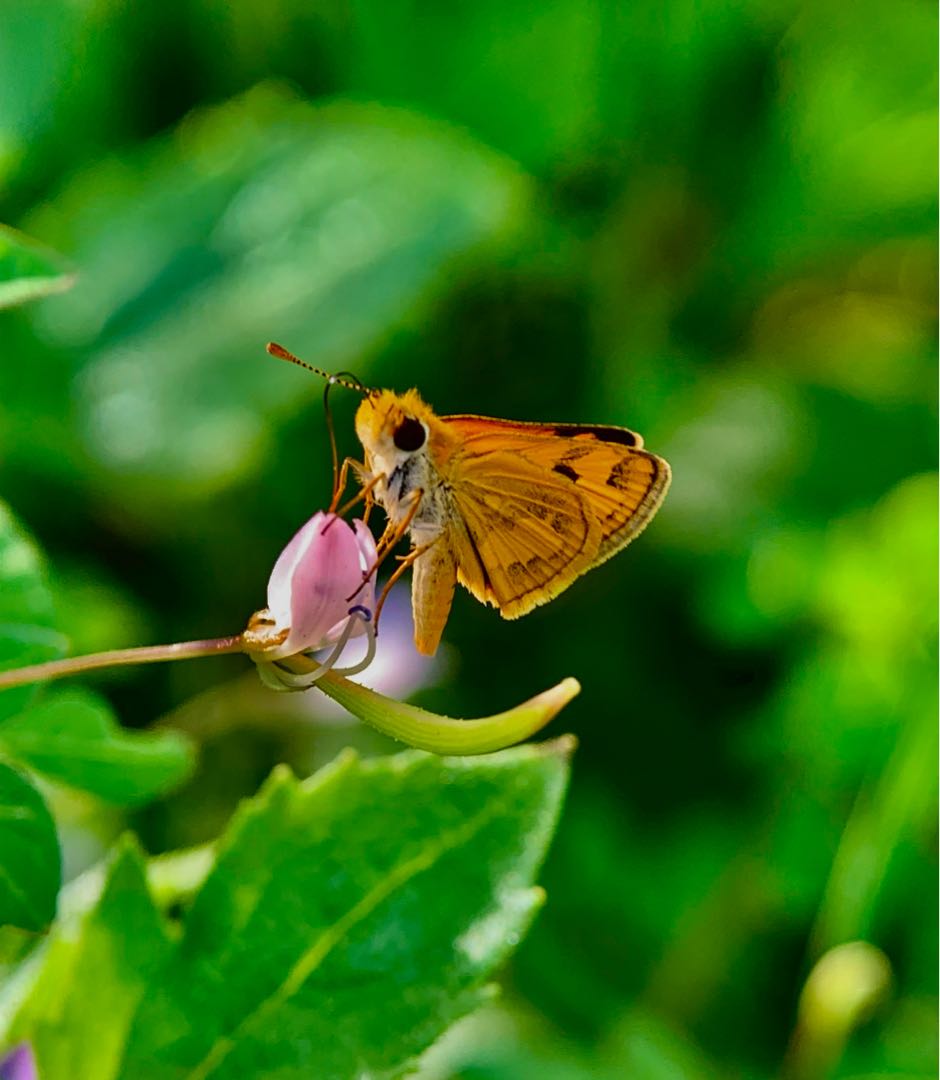 Potanthus omaha (Lesser Dart)