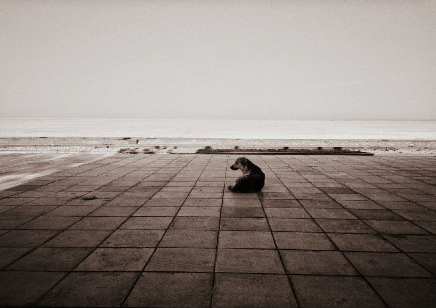 Alone 'Dog' Beach | 🐕‍🦺