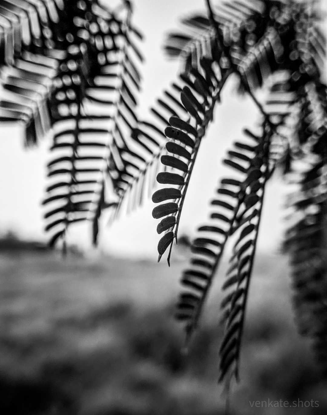 Essence of nature in black and white!