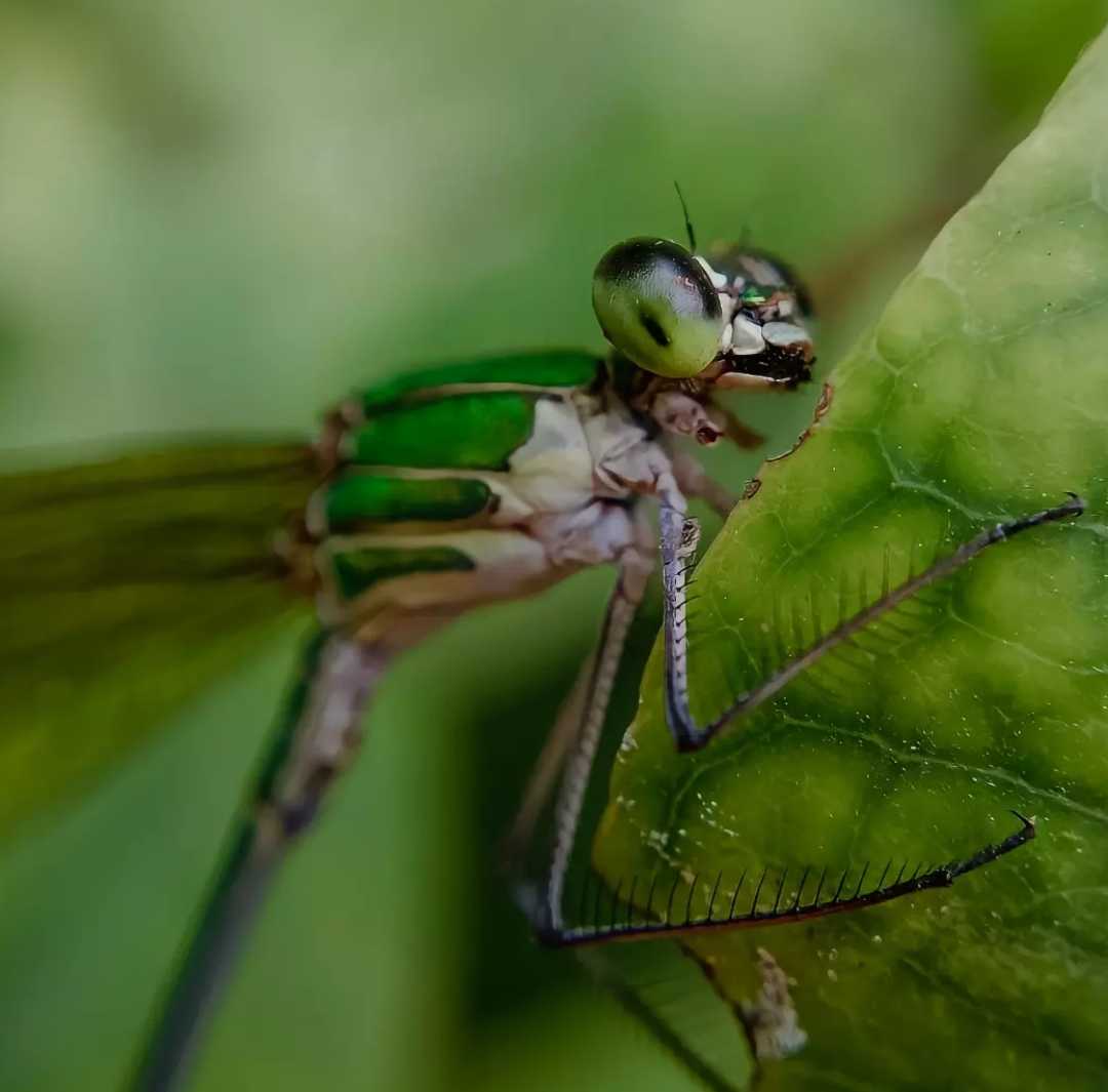 Damselflies  