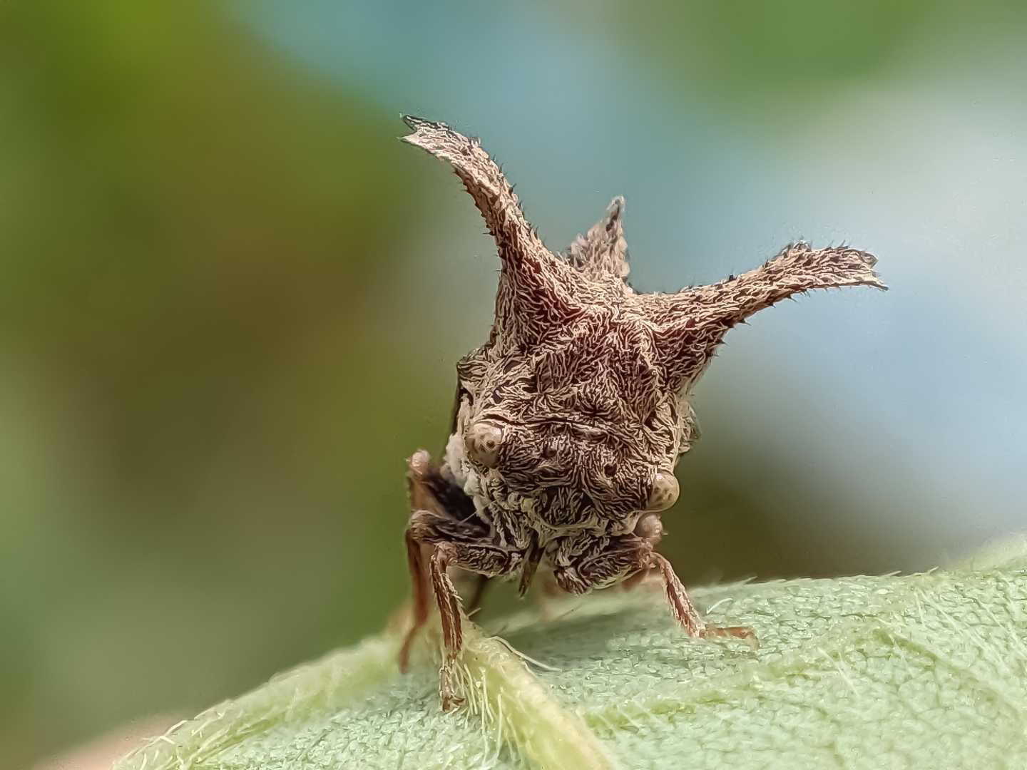Treehopper