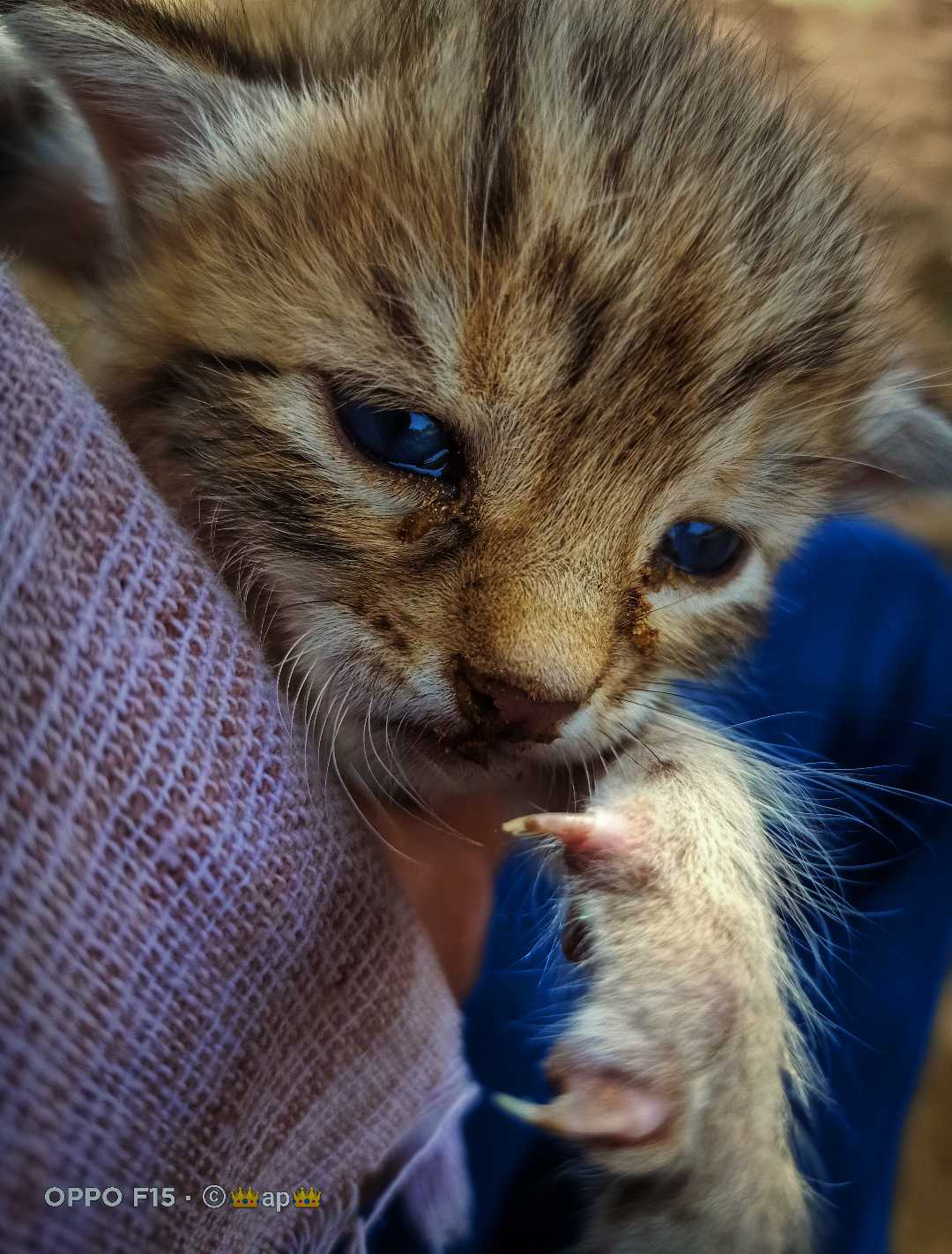 little cat baby