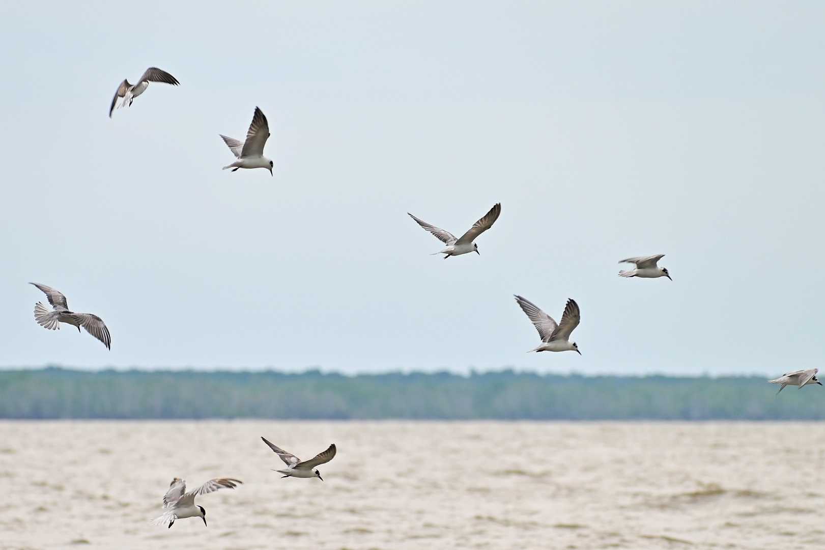 “Wings of
Migration - Capturing the Beauty of
Migratory Bird