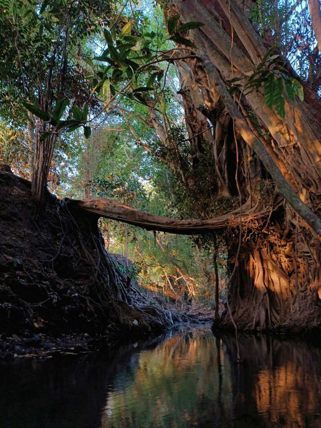 JEMBATAN AKAR