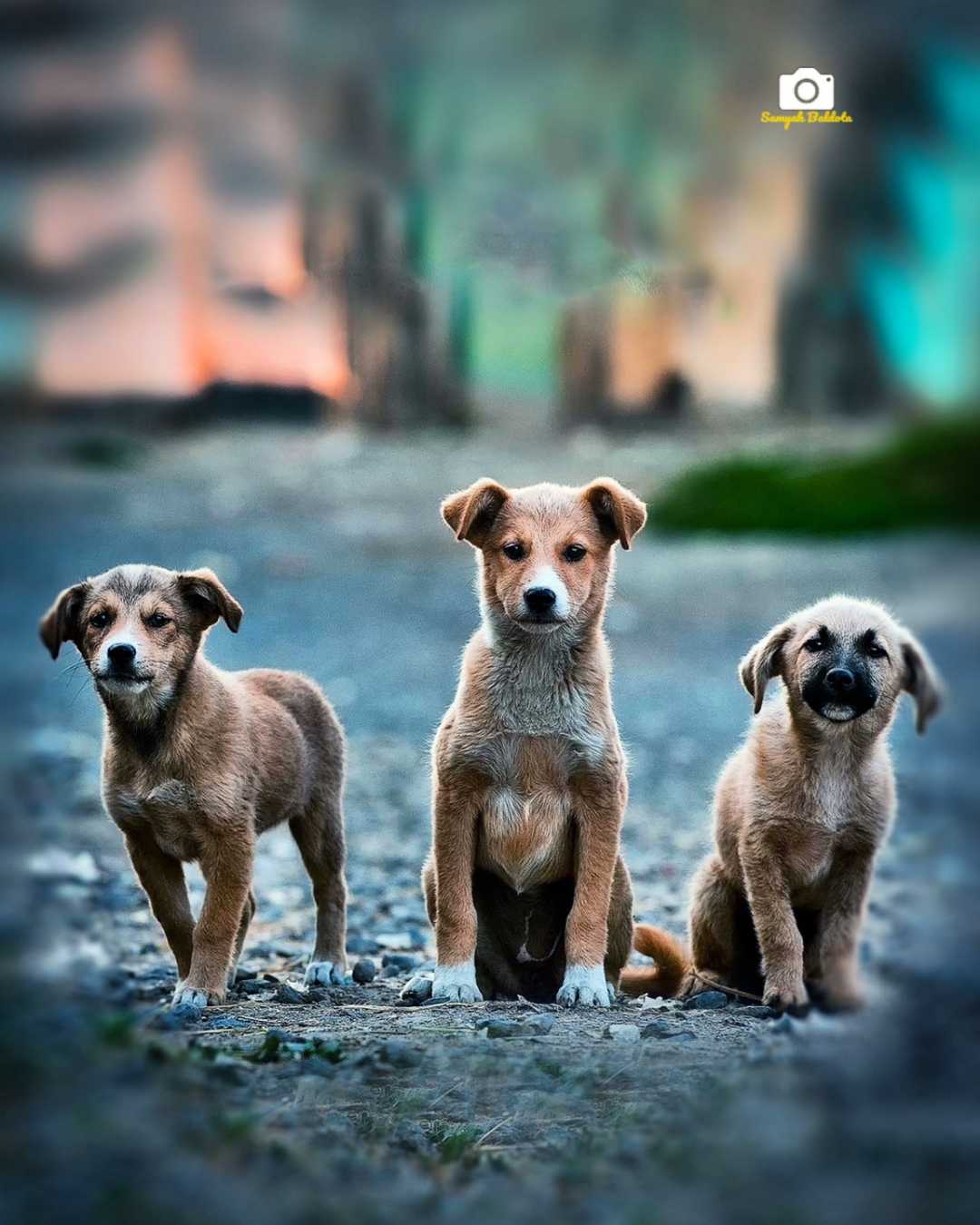 Dogs on streets 😉✨