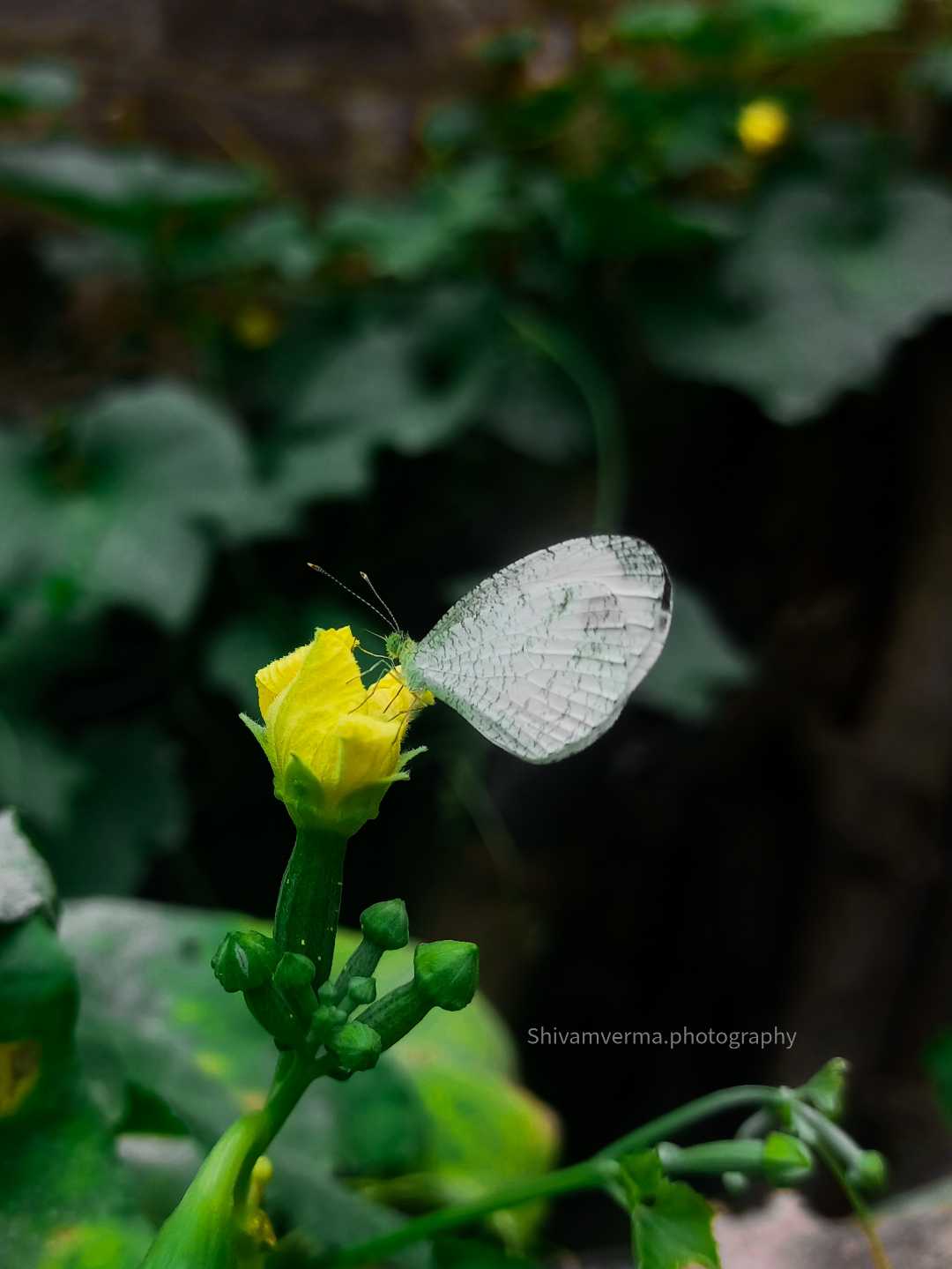 Leptosia nina Butterfly 🦋