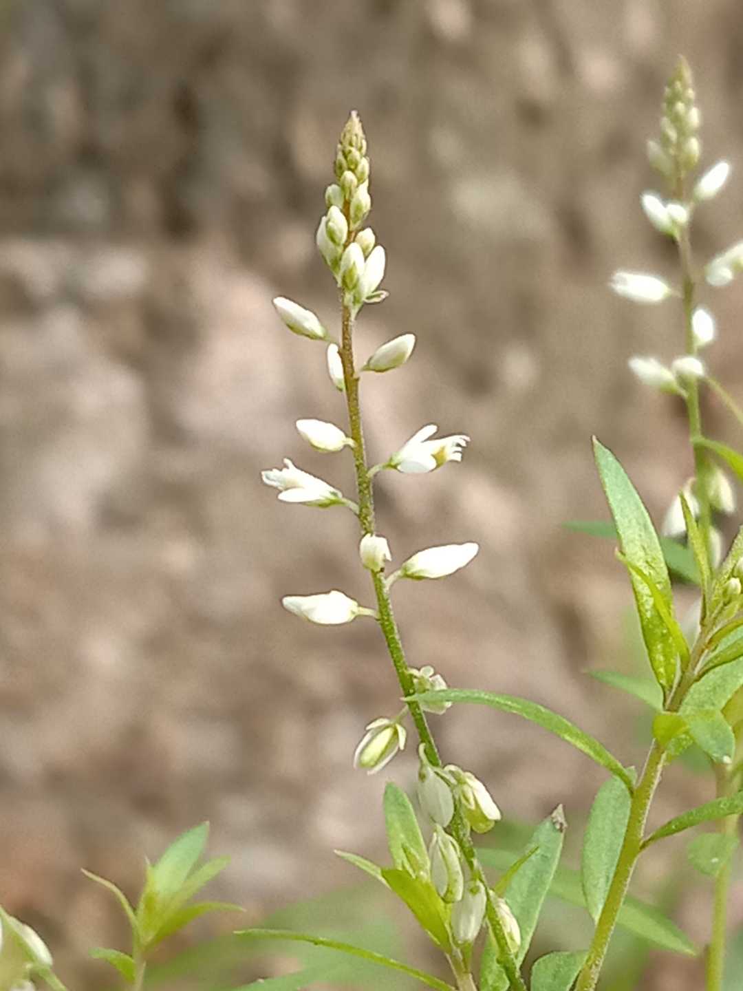 Polygala vulgaris
