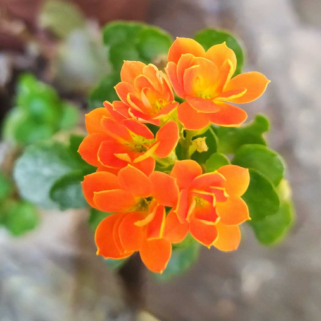 Flowers 🏵️🧡