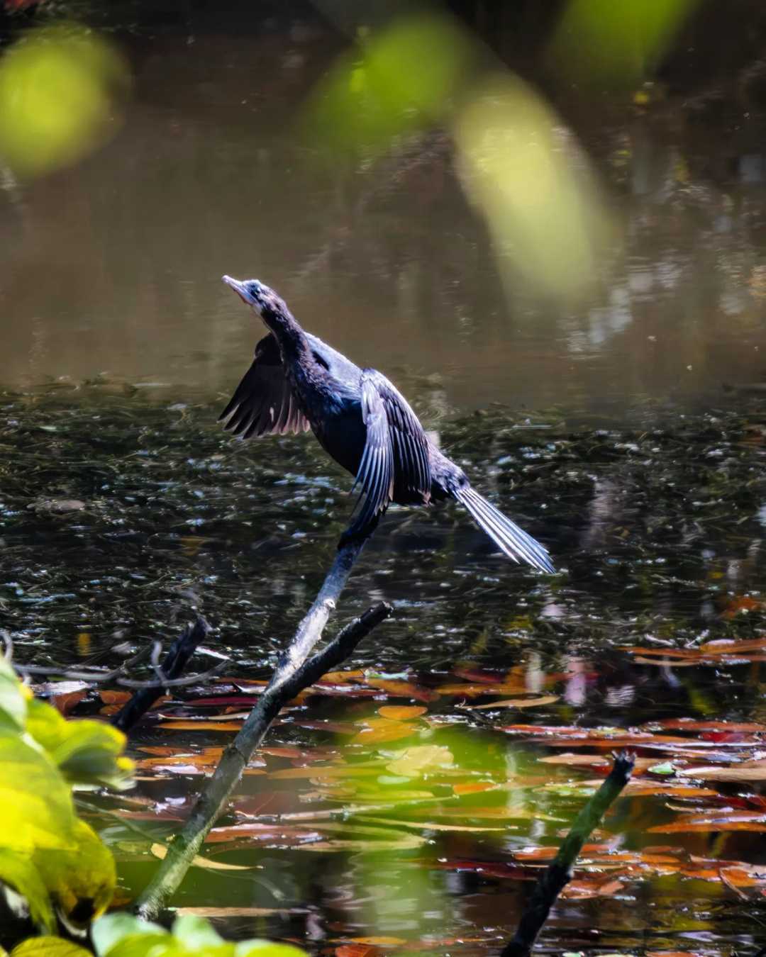 Indian Cormorant 