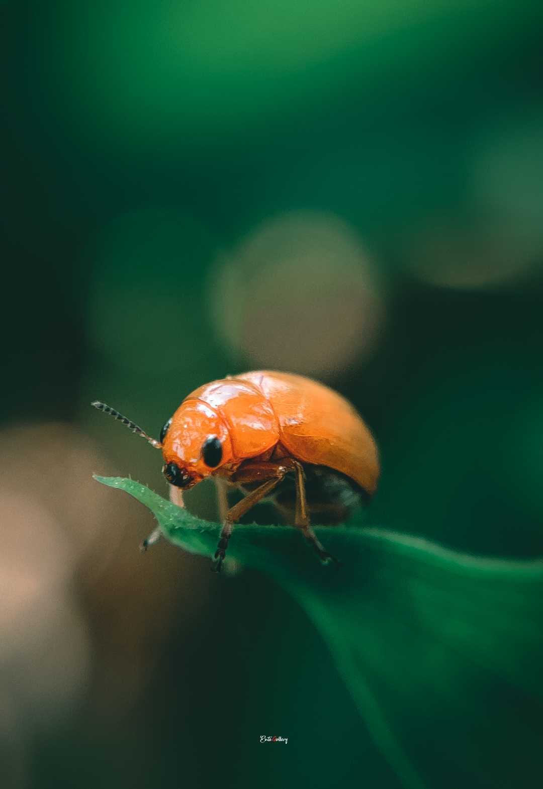 Macro Photography