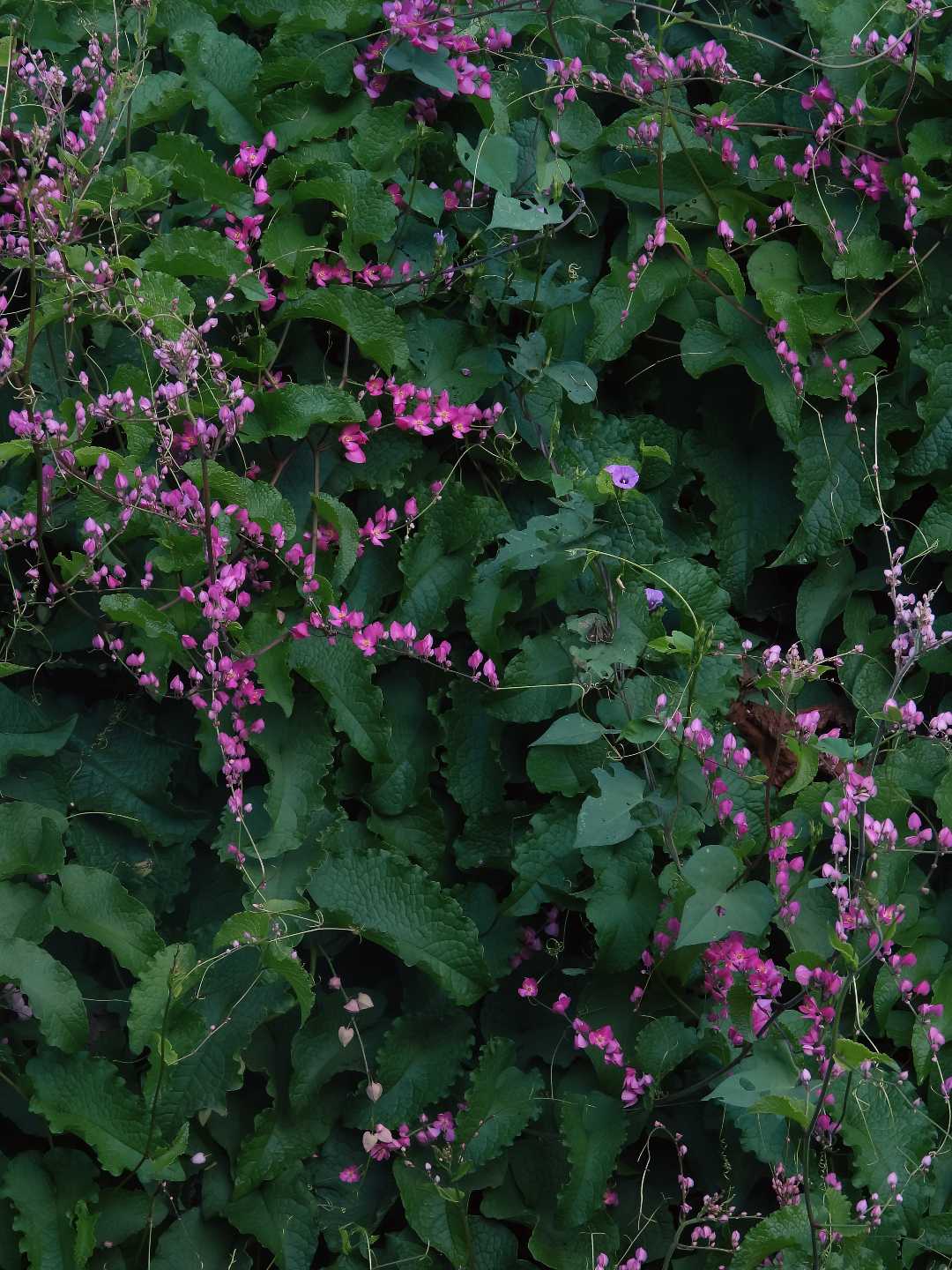 The beauty of Mexican Creeper 💕