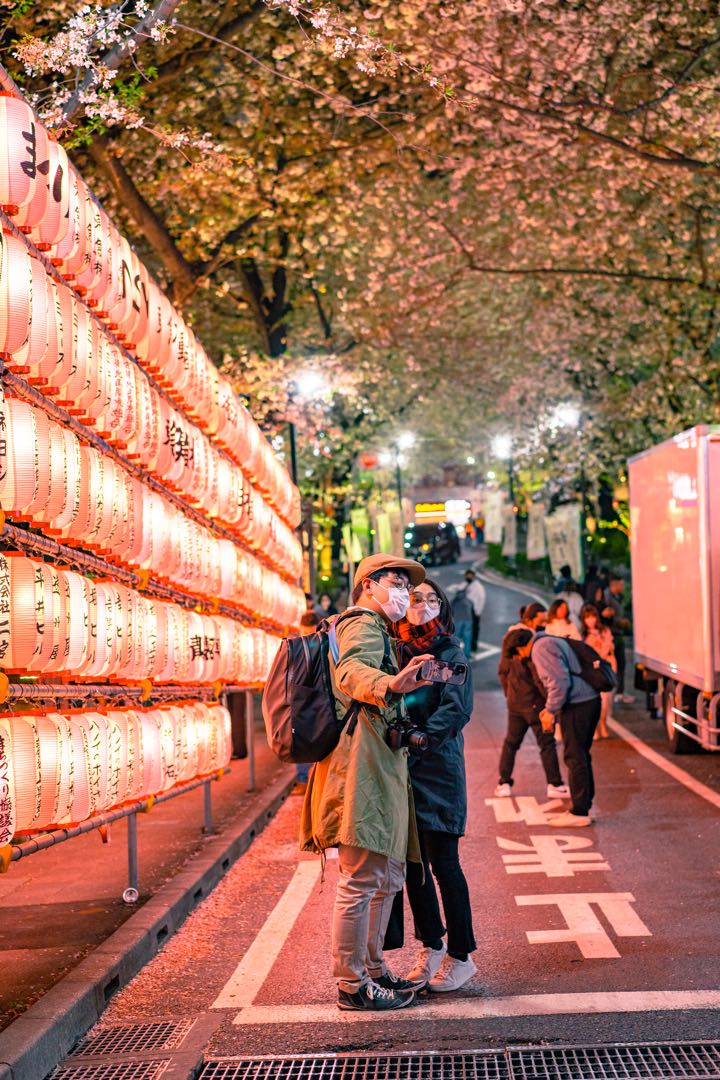 sakura 
