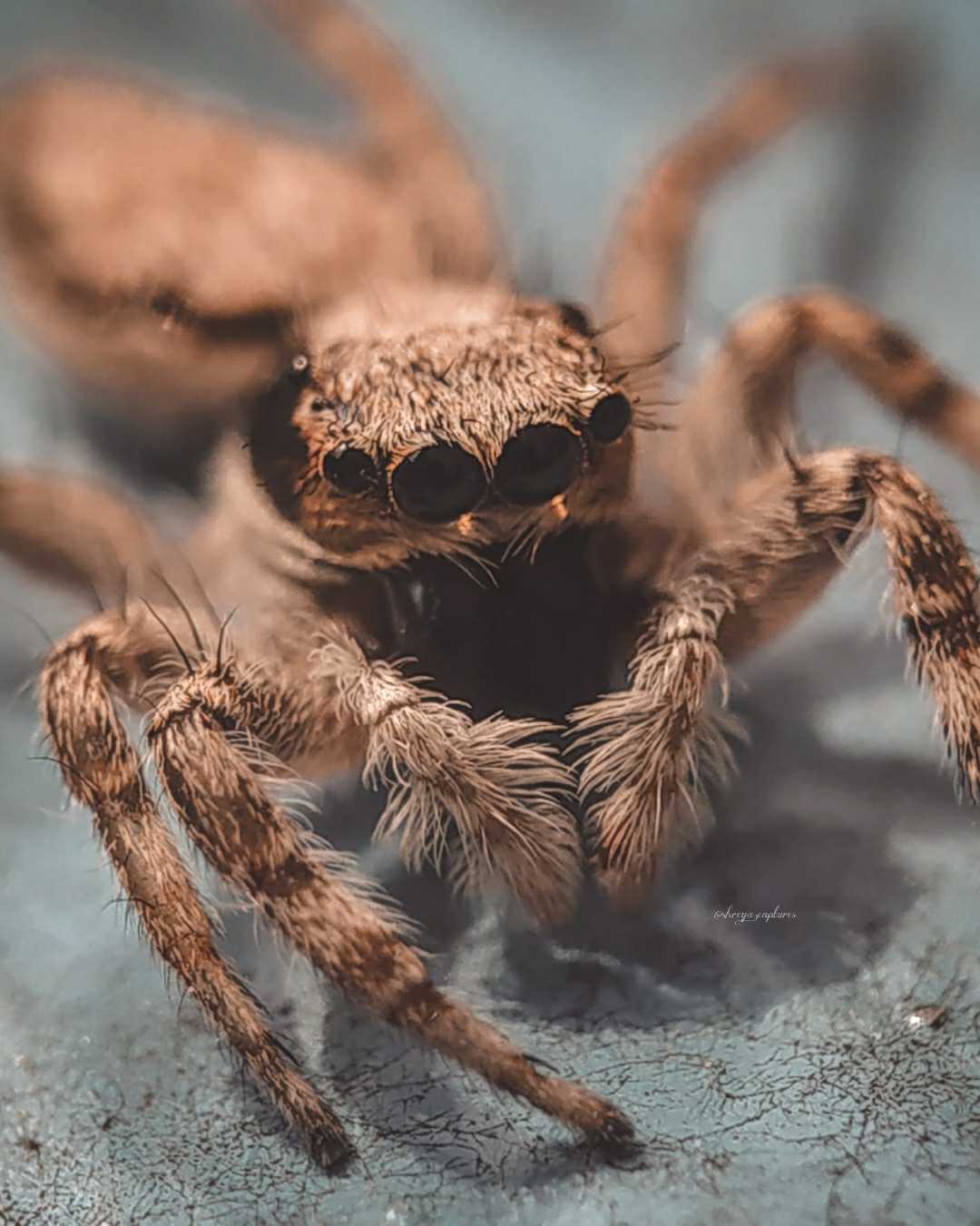 Jumping spider