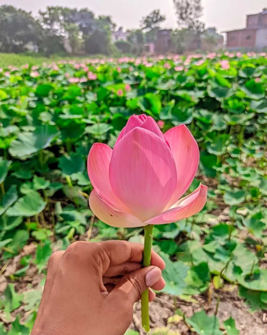 Lotus 🪷