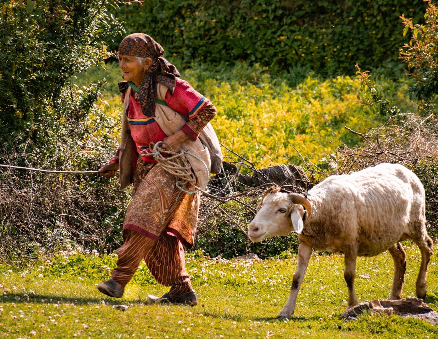 Life of a Shepherd