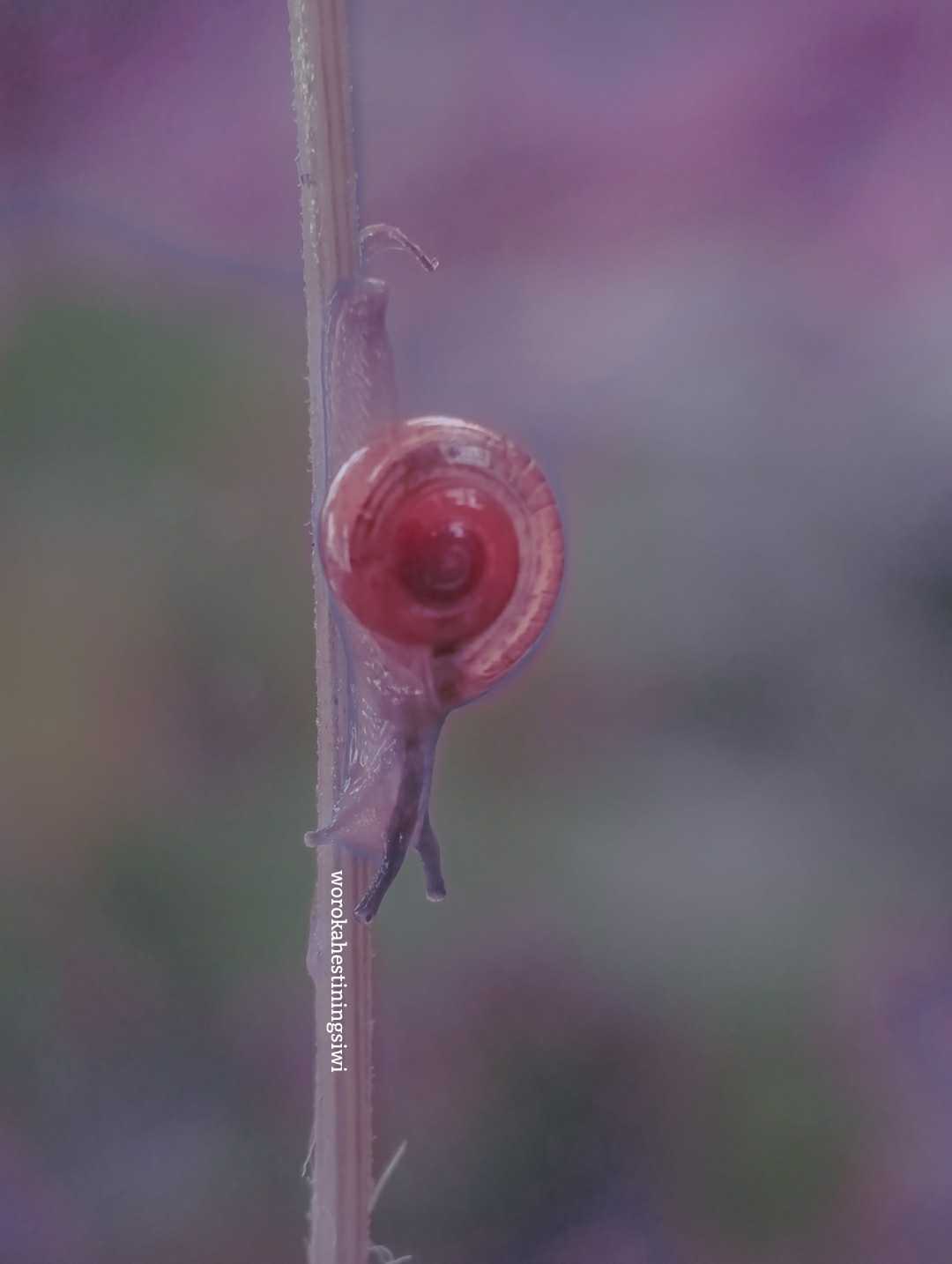 snail