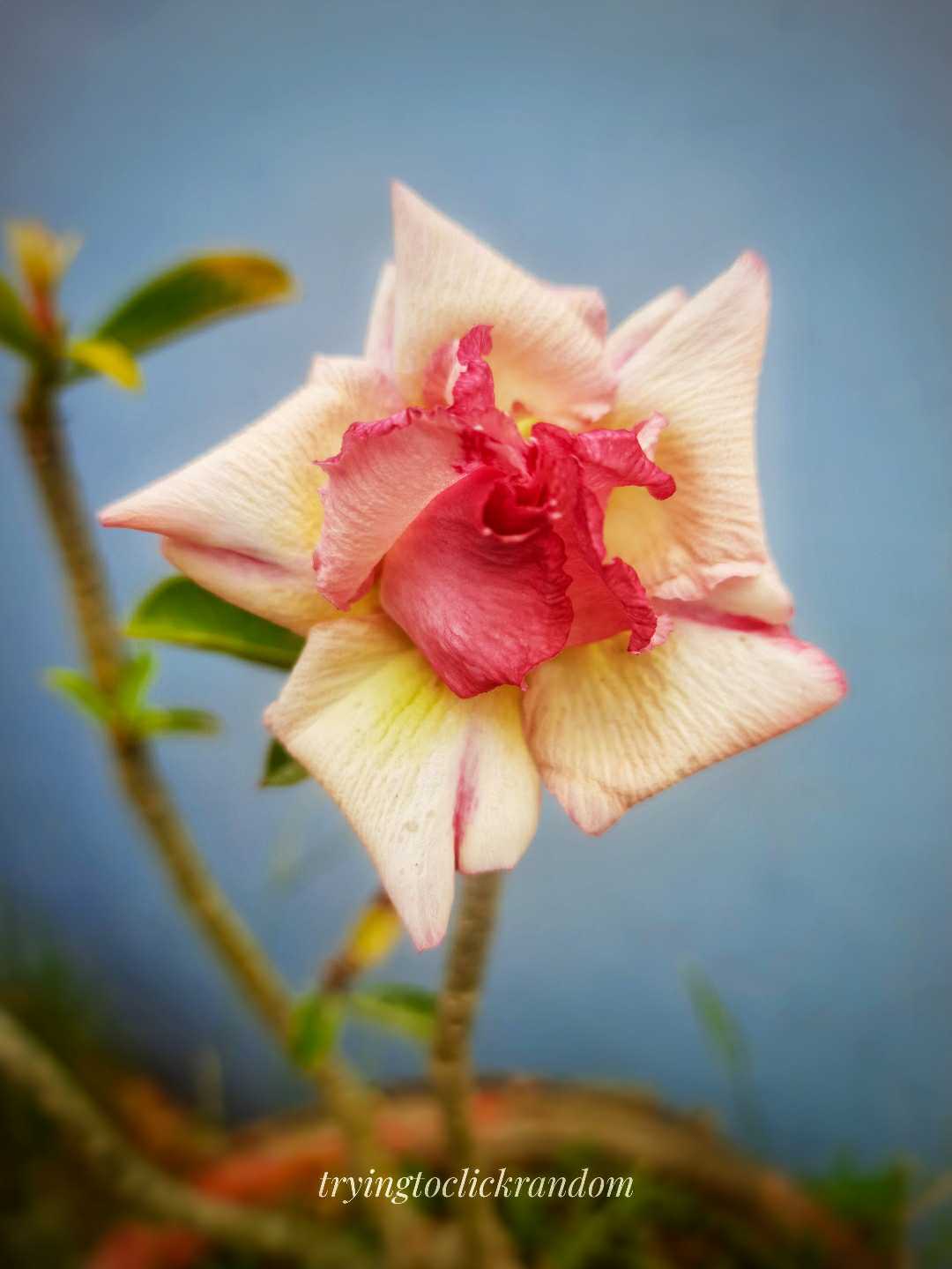 flower 💐