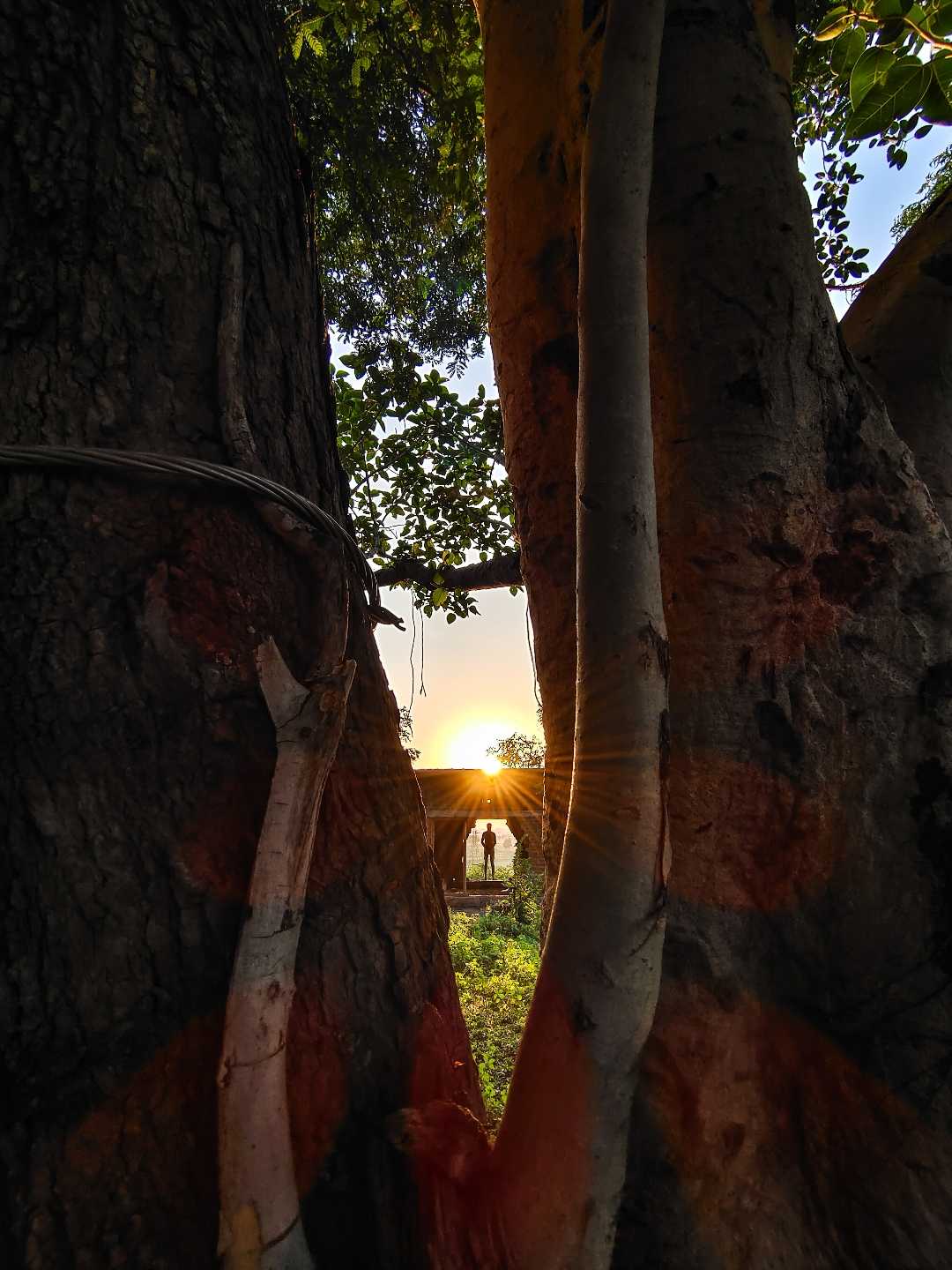sunlight 