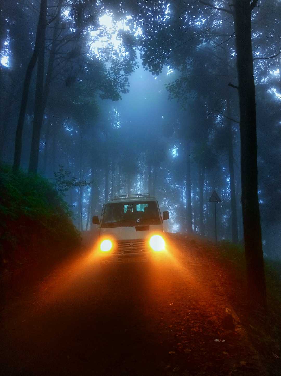 Car in Misty Pine Forest