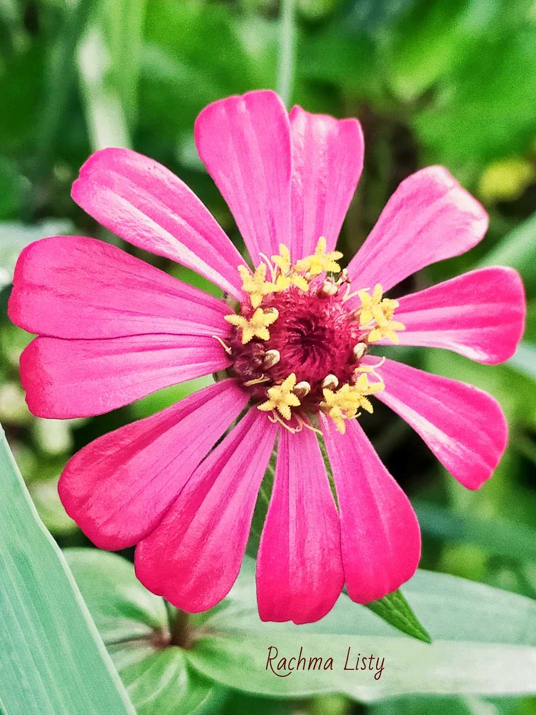 ZINNIA 